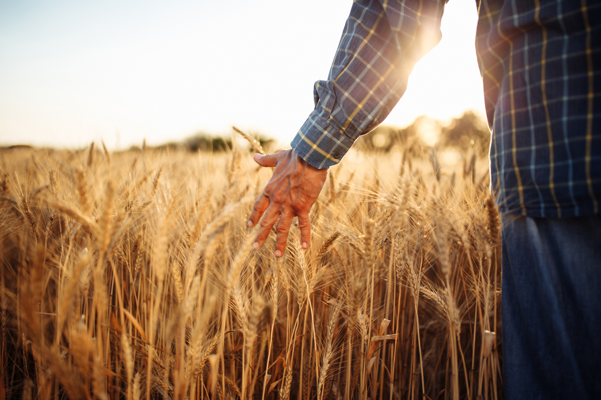 Seguro Agrícola y Bienes Especiales